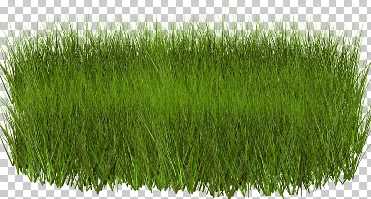 Grasses PNG, Clipart, Animaatio, Chrysopogon Zizanioides, Commodity, Computer Icons, Download Free PNG Download