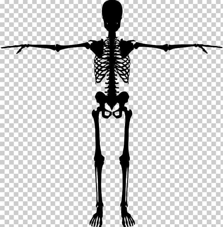 Human Skeleton Bone Silhouette PNG, Clipart, Anatomy, Arm, Black And White, Bone, Branch Free PNG Download
