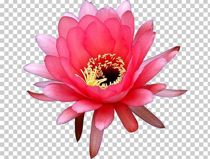 Water Lily Epiphyllum Flower Nelumbo Nucifera Drawing PNG, Clipart, Annual Plant, Aquatic Plant, Aquatic Plants, Bud, Cactaceae Free PNG Download