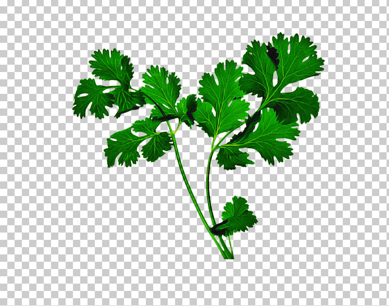 Parsley PNG, Clipart, Chervil, Chinese Celery, Flower, Herb, Leaf Free PNG Download