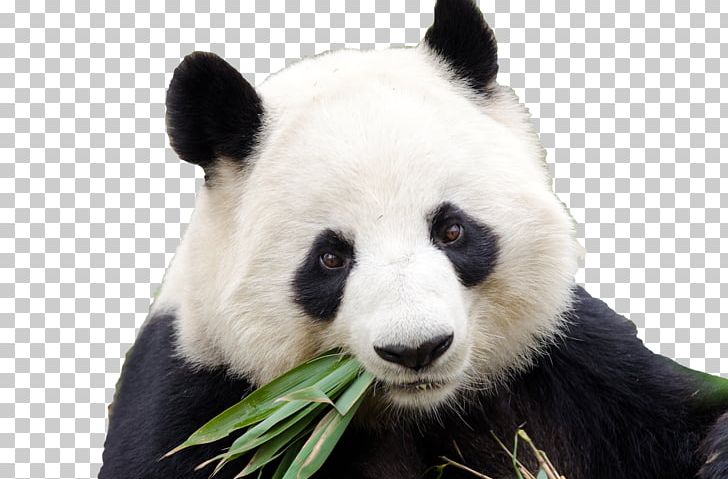 Dujiangyan City Chengdu Research Base Of Giant Panda Breeding Bifengxia Panda Base Gengda PNG, Clipart, Animal, Animals, Bear, Bifengxia Panda Base, Carnivoran Free PNG Download