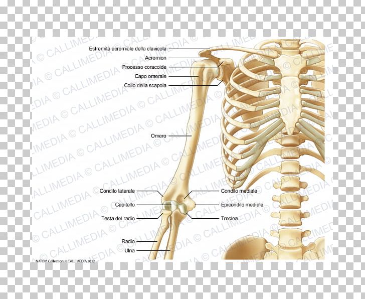 Human Skeleton Human Anatomy Bone PNG, Clipart, Anatomy, Arm, Bone, Elbow, Fantasy Free PNG Download