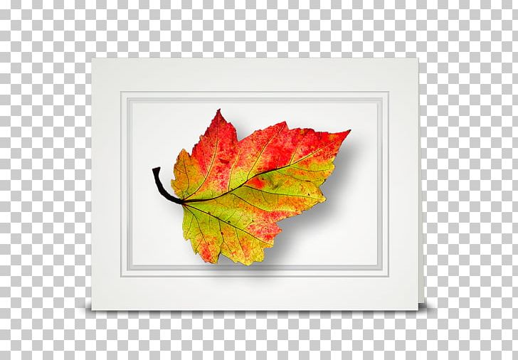 Maple Leaf Cottage American Sweetgum Autumn Png Clipart American