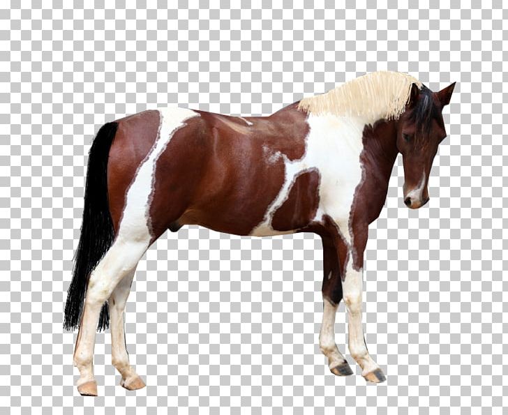 Mare Mustang Stallion Rein Colt PNG, Clipart, Bridle, Colt, Dog Harness, Halter, Horse Free PNG Download