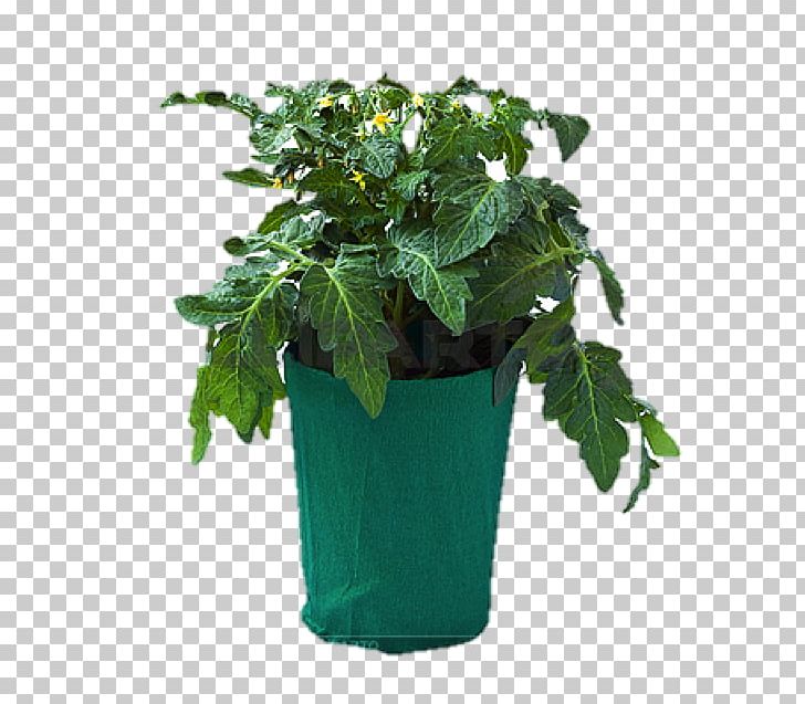 Tomato Flowerpot Stock Photography Vegetable PNG, Clipart, Crock, Depositphotos, Eucalyptus Flower, Flowerpot, Herb Free PNG Download