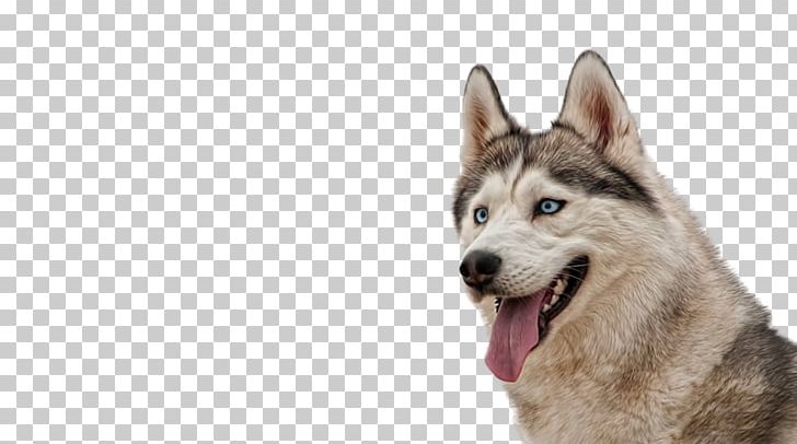 The Siberian Husky Alaskan Malamute Puppy PNG, Clipart, Alaskan Husky, Animal, Animals, Carnivoran, Desktop Wallpaper Free PNG Download
