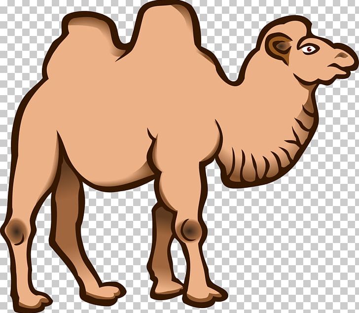 Wild Bactrian Camel PNG, Clipart, Animal, Animals, Arabian Camel, Camel Vector, Cartoon Camel Free PNG Download