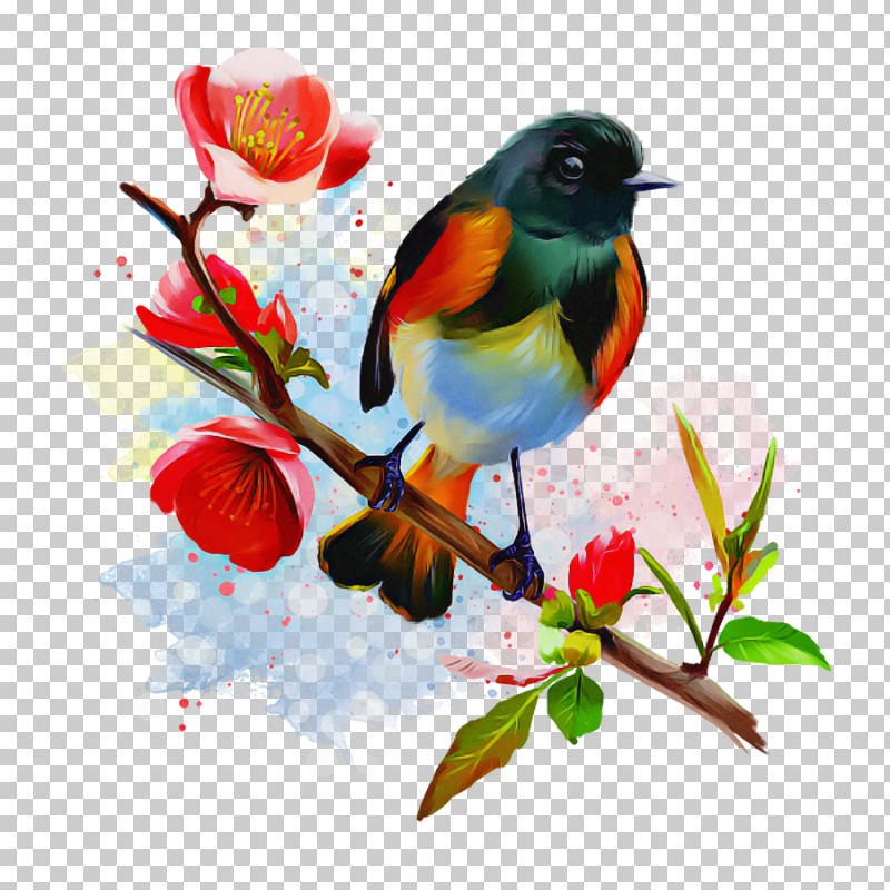 Bird Watercolor Paint Branch Songbird Plant PNG, Clipart, Beak, Bird, Branch, European Robin, Flower Free PNG Download