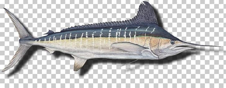 Swordfish Black Marlin Cabo Blanco PNG, Clipart, Angling, Animal, Animal Figure, Billfish, Black Marlin Free PNG Download
