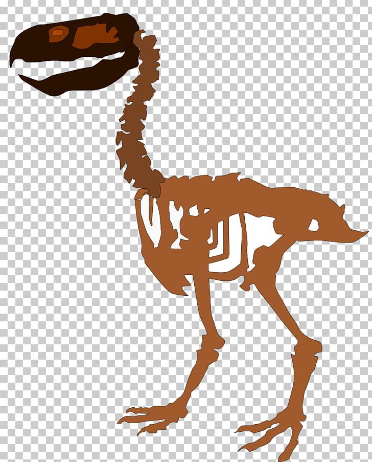Velociraptor Extinction Paraphysornis Bird Phorusrhacos PNG, Clipart, Animal, Animal Figure, Animals, Beak, Bird Free PNG Download