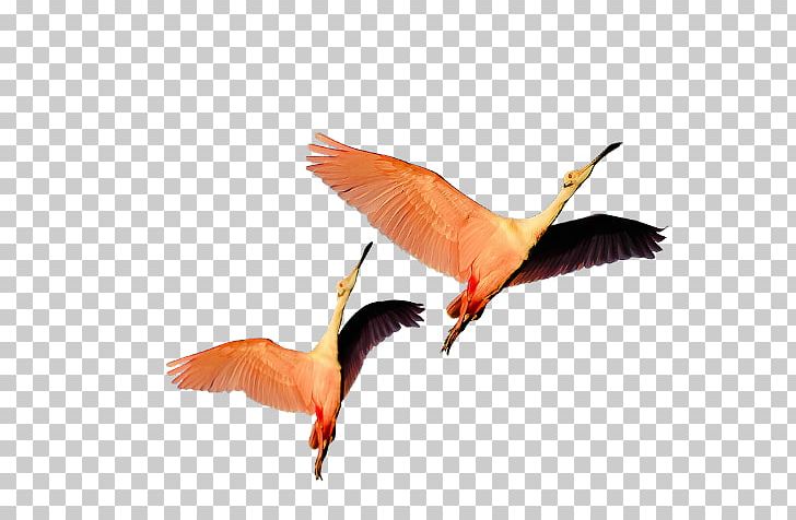 Bird Flight Rock Dove Beak Homing Pigeon PNG, Clipart, Animals, Beak, Bird, Feather, Flamingo Free PNG Download