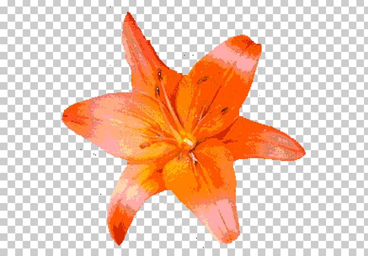 Maple Leaf Stock Photography PNG, Clipart, Android, Flower, Flowering Plant, Green, Hawai Free PNG Download