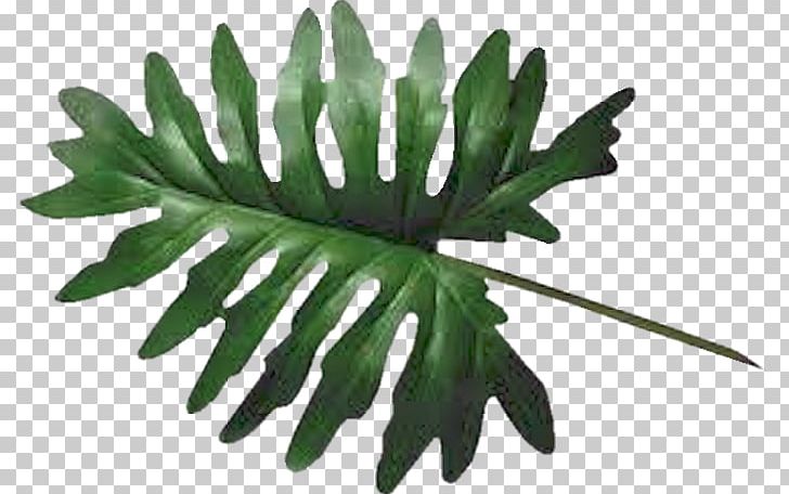 Portable Network Graphics Leaf Swiss Cheese Plant Palm Trees PNG, Clipart, Drawing, Leaf, Palm Branch, Palm Trees, Philodendron Free PNG Download