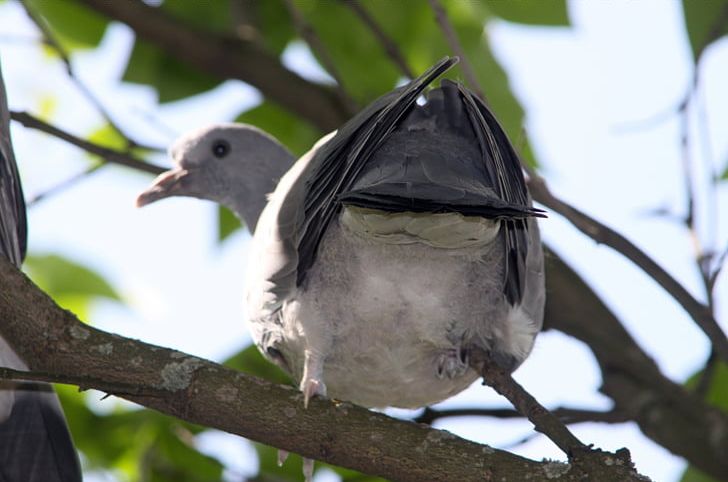 Bird Columbidae Domestic Pigeon Typical Pigeons Beak PNG, Clipart, Animals, Askfm, Beak, Bird, Branch Free PNG Download