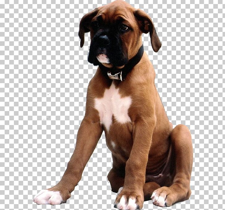 Boxer Dog Breed Valley Bulldog Puppy Companion Dog PNG, Clipart, Boxer Dog, Bulldog, Companion Dog, Dog Breed, Puppy Free PNG Download