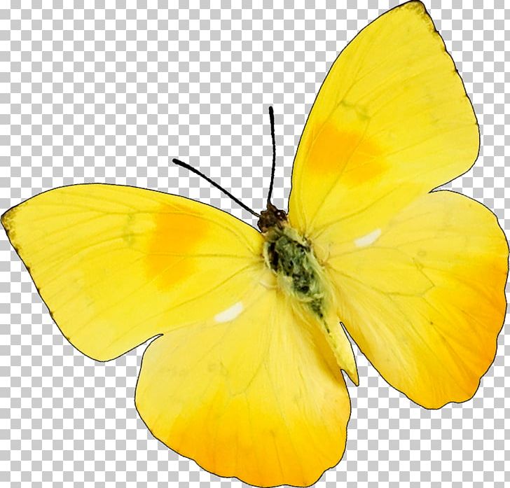 Butterfly Insect Snoopy & Charlie Brown Yellow PNG, Clipart, Amp, Arthropod, Brush Footed Butterfly, Butterflies And Moths, Butterfly Free PNG Download