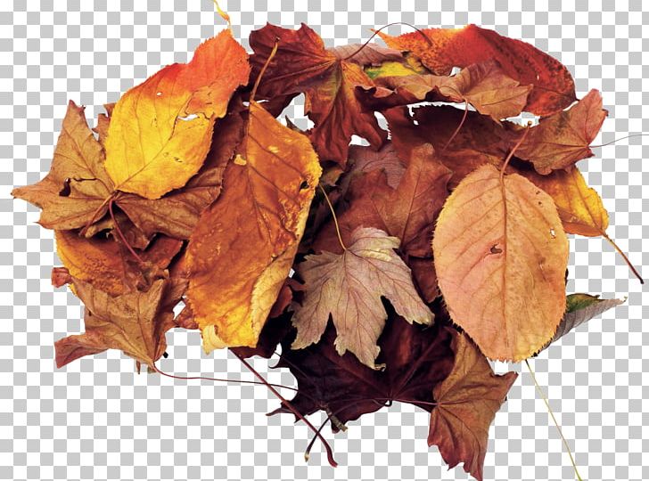 Leaf Autumn PNG, Clipart, Autumn, Autumn Leaf Color, Autumn Leaves, Blog, Computer Graphics Free PNG Download
