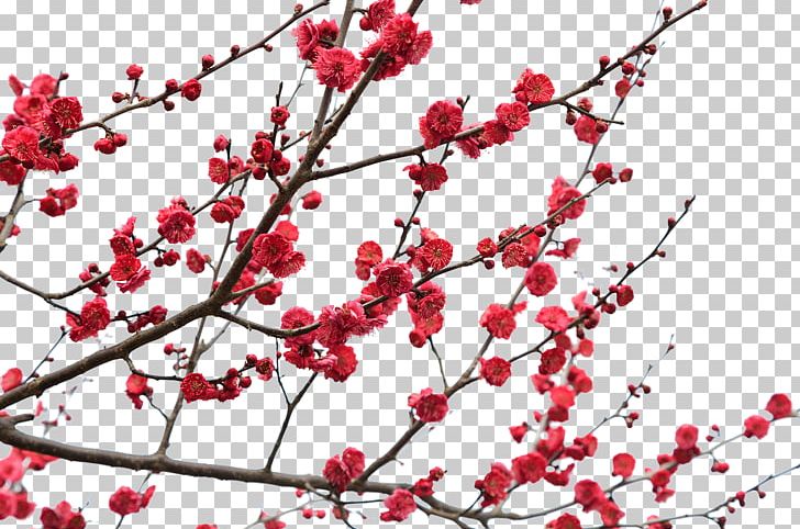 Red Plum Blossom Color PNG, Clipart, Blossom, Branch, Branches, Cherry Blossom, Cherry Blossoms Free PNG Download