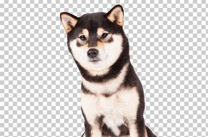 Shiba Inu Shikoku Dog Puppy Sakhalin Husky Alaskan Klee Kai PNG, Clipart, American Kennel Club, Animals, Basenji, Breed, Breed Standard Free PNG Download