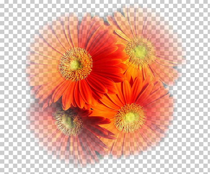 Autumn Coffee Blog Cut Flowers PNG, Clipart, Annual Plant, Aster, Autumn, Blog, Chrysanthemum Free PNG Download