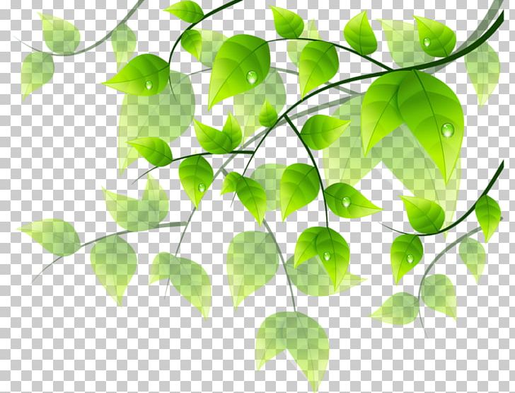Flower Green Floral Design PNG, Clipart, Art Green, Branch, Clip Art, Color, Dew Free PNG Download