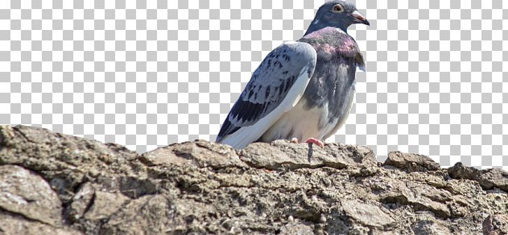 Rock Dove Columbidae Bird Common Wood Pigeon Beak PNG, Clipart, Animals, Beak, Bird, Columbidae, Common Wood Pigeon Free PNG Download