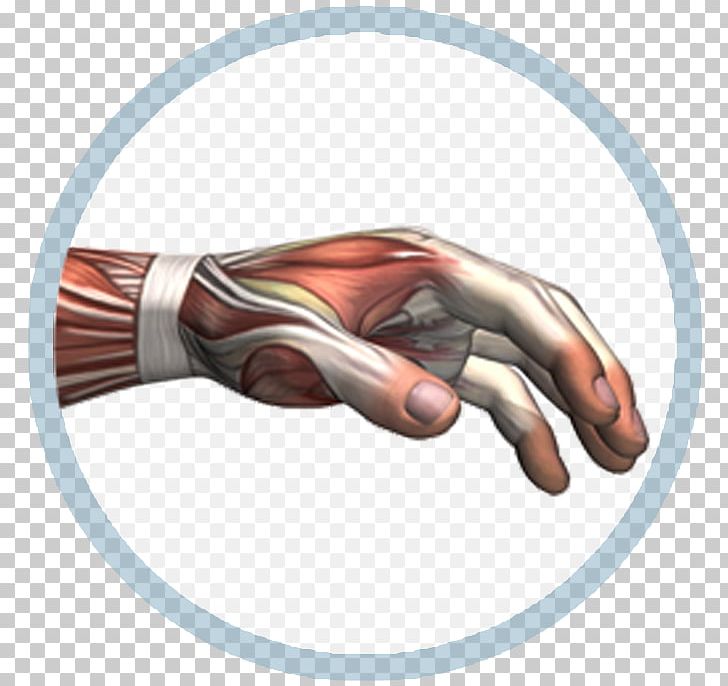 Thumb PNG, Clipart, Arm, Art, Finger, Hand, Joint Free PNG Download