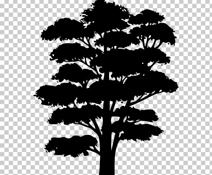 Tree Silhouette PNG, Clipart, Arecaceae, Black And White, Branch, Color, Drawing Free PNG Download