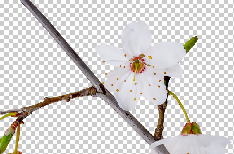 Flower Plant Branch Twig Blossom PNG, Clipart, Blossom, Branch, Flower, Moth Orchid, Orchid Free PNG Download