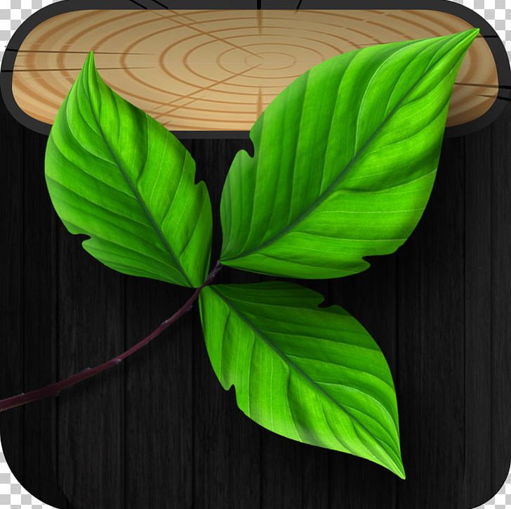 Banana Leaf Plant PNG, Clipart, Banana, Banana Leaf, Green, Leaf, Plant Free PNG Download
