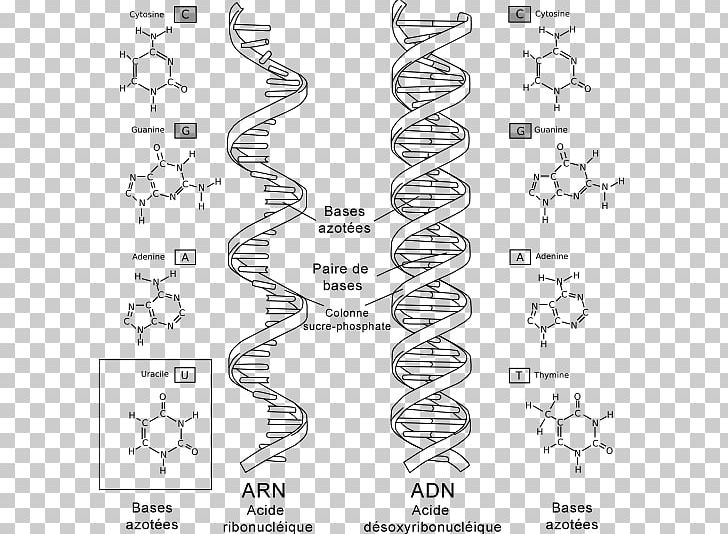 DNA And RNA DNA Virus Biology PNG, Clipart, Angle, Area, Auto Part, Biochemistry, Biology Free PNG Download