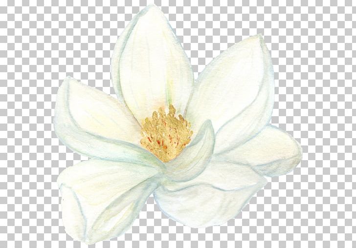 Flowering Plant Magnoliaceae Still Life Photography PNG, Clipart, Aquatic Animal, Aquatic Plant, Aquatic Plants, Family, Flower Free PNG Download