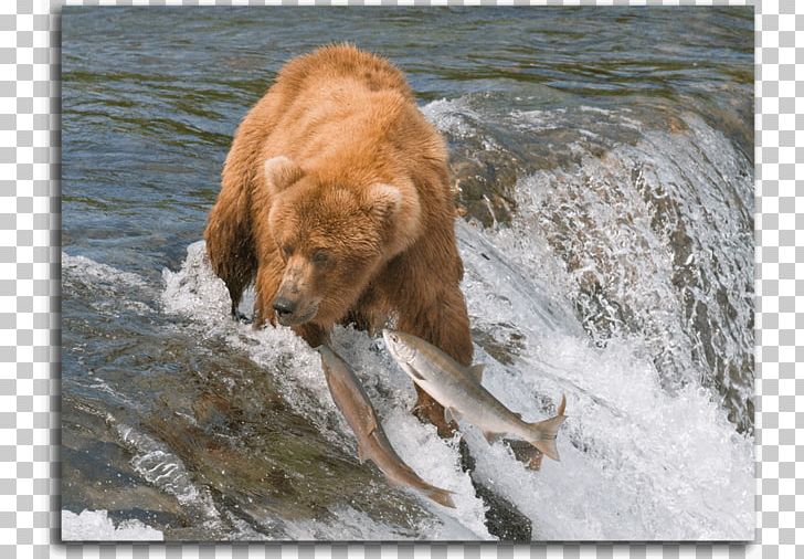 I Am A Grizzly Bear Brooks Falls Desktop PNG, Clipart, 1080p, Animals, Brown Bear, Carnivoran, Desktop Wallpaper Free PNG Download