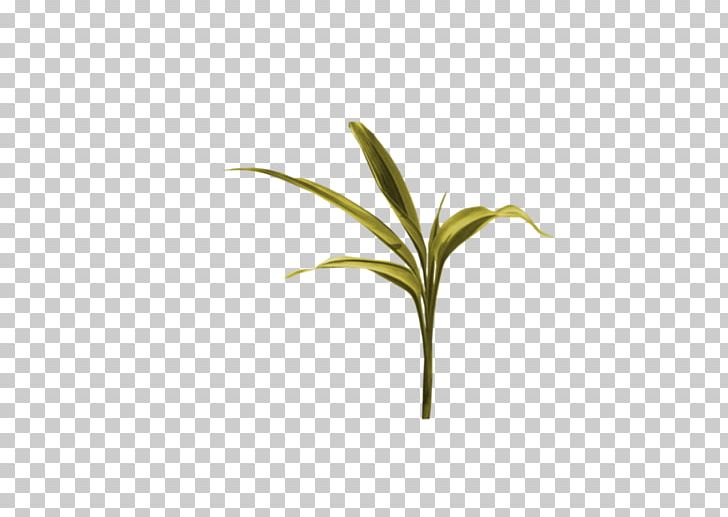 Plant Stem Leaf Flower Grasses PNG, Clipart, Branch, Family, Flower, Grass, Grasses Free PNG Download