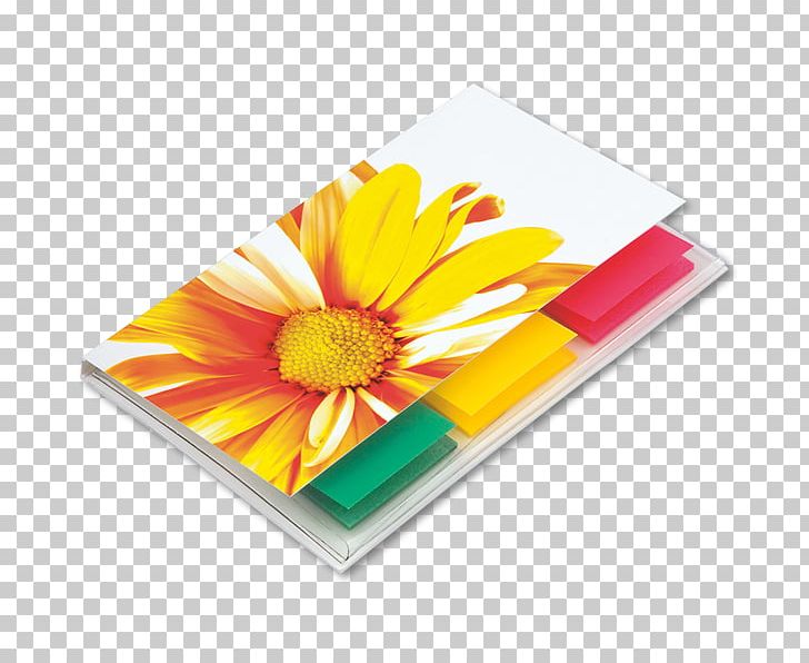 Transvaal Daisy Rectangle PNG, Clipart, Daisy Family, Flower, Flowering Plant, Gerbera, Lack Free PNG Download