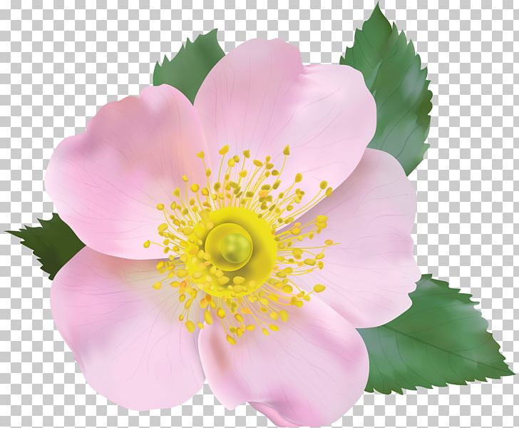 File Formats Lossless Compression PNG, Clipart, Annual Plant, Askartelu, Basketball, Blossom, Blue Rose Free PNG Download