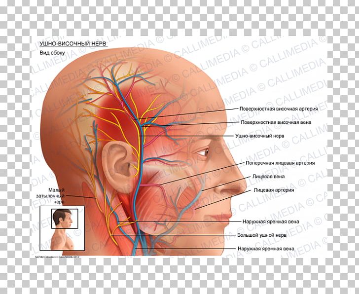 Superficial Temporal Artery Auriculotemporal Nerve Anatomy PNG, Clipart, Anatomy, Artery, Blood Vessel, Cheek, Chin Free PNG Download