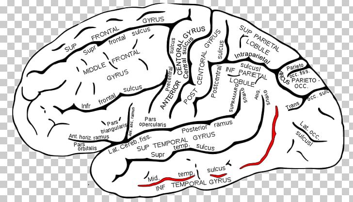 Superior Temporal Sulcus Superior Temporal Gyrus Temporal Lobe PNG, Clipart, Angular Gyrus, Area, Black And White, Brain, Cere Free PNG Download