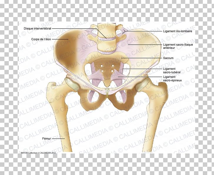 Bone Iliopectineal Line Pelvis Ligament Anatomy PNG, Clipart, Anatomy, Angle, Bone, Finger, Hand Free PNG Download