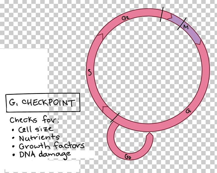 Cell Cycle Checkpoint Mitosis G1 Phase Meiosis PNG, Clipart, Biology, Body Jewelry, Cell, Cell Cycle, Cell Cycle Checkpoint Free PNG Download