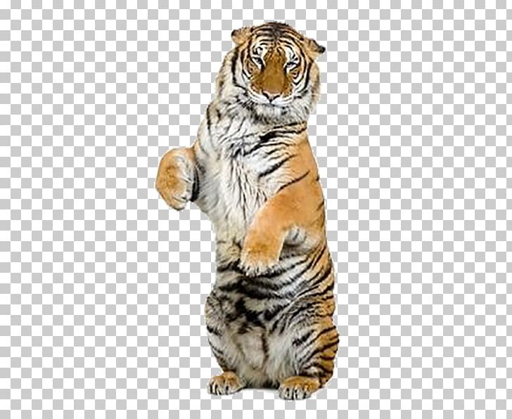 Indochinese Tiger Jaguar Siberian Tiger Stock Photography PNG, Clipart, Animals, Big Cats, Carnivoran, Cat Like Mammal, Creative Free PNG Download