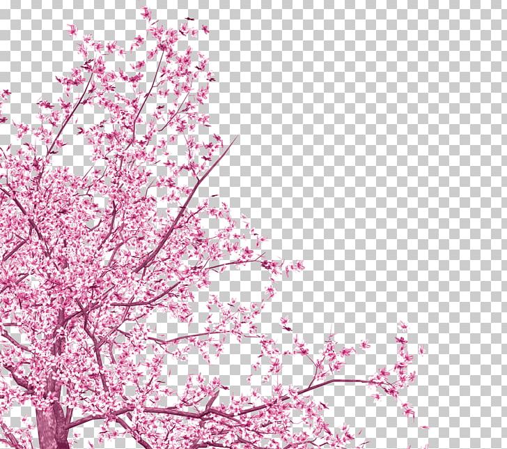 National Cherry Blossom Festival Pink PNG, Clipart, Beautiful, Blossom, Blossoms, Branch, Cherry Free PNG Download