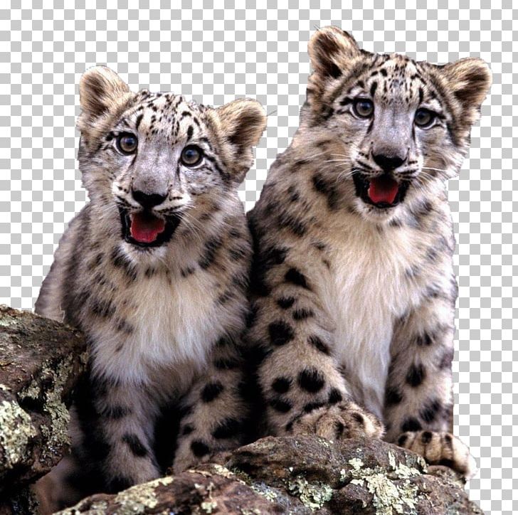 The Snow Leopard Cat Felidae Fact PNG, Clipart, Animal, Animals, Big Cat, Big Cats, Carnivoran Free PNG Download