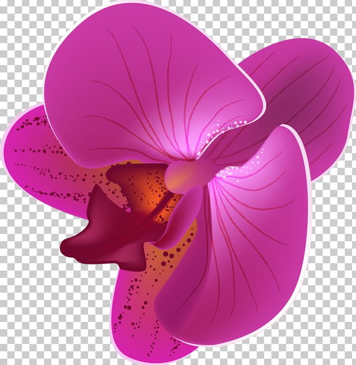 Flower Moth Orchids PNG, Clipart, Flower, Flowering Plant, Lilac, Magenta, Moth Free PNG Download