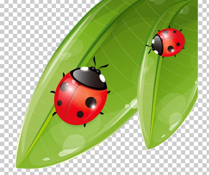 Coccinella Septempunctata Ladybird Cartoon Illustration PNG, Clipart, Beetle, Cartoon Ladybug, Cute Ladybug, Drawing, Encapsulated Postscript Free PNG Download