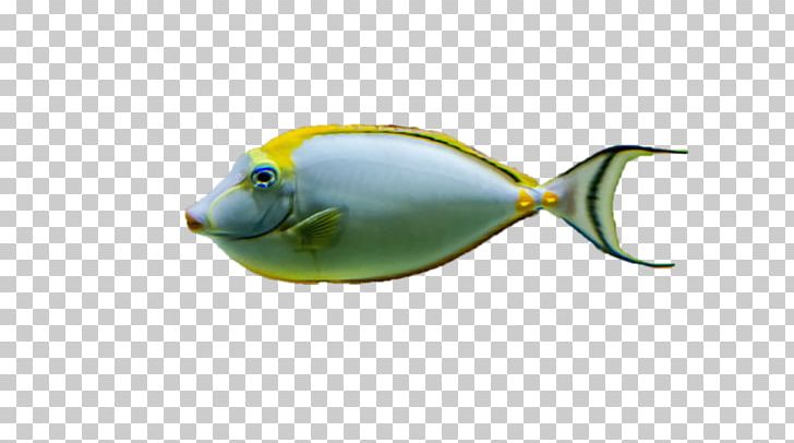 Goldfish Marine Biology Painting Animal PNG, Clipart, Animal, Animals, Biology, Fauna, Fish Free PNG Download