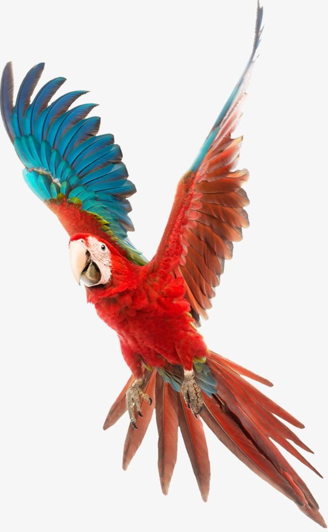 Parrot PNG, Clipart, Asuka, Bird, Parrot, Parrot Clipart Free PNG Download