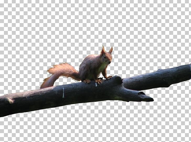 Red Squirrel Rodent Bird Tree Squirrel PNG, Clipart, Animal, Animals, Bird, Deviantart, Fauna Free PNG Download