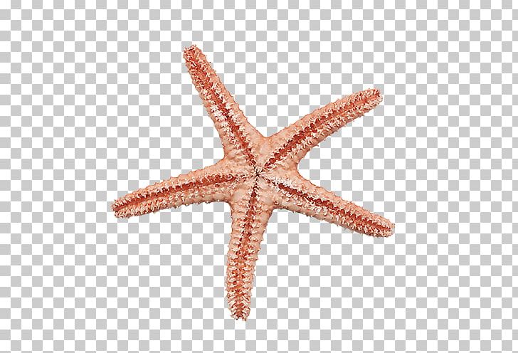 Starfish Digital Scrapbooking PNG, Clipart, Animal, Animals, Beautiful Starfish, Cartoon Starfish, Creative Free PNG Download
