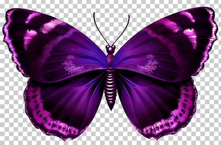 Butterfly Purple PNG, Clipart, Arthropod, Blue, Brush Footed Butterfly, Butterflies, Butterflies And Moths Free PNG Download